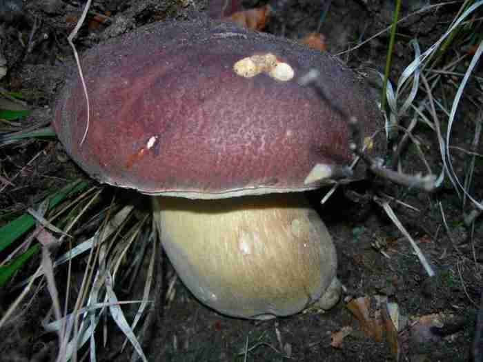  Image name: 268 Porcino.jpg 
 width: 700 pixel 
 height: 525 pixel 
 Size: 25884 bytes 
 Click to enlarge 